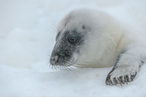 A single baby harp seal lays on a pan of sea ice