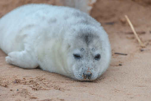 A single baby harp seal lays on a pan of sea ice