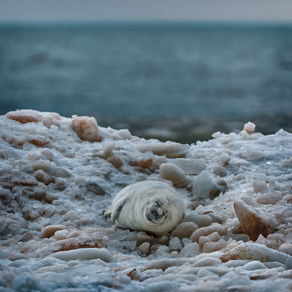 A single baby harp seal lays on a pan of sea ice