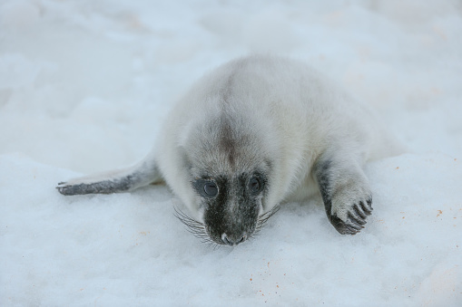 A single baby harp seal lays on a pan of sea ice