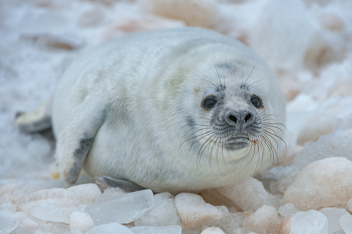 A single baby harp seal lays on a pan of sea ice