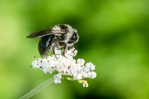 Ashy mining bee (Andreno cineraria) a solitary black and white bumblebee flying insect, stock photo image