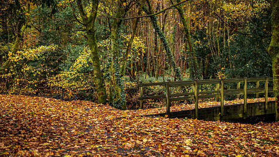 A wooden bridge over Finglen Burn in the autumnal woodland near Campsie Glen, Scotland