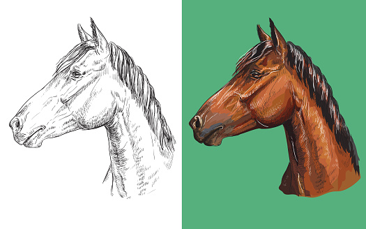 Realistic head of chestnut horse. Vector black and white and colorful isolated illustration of horse. For decoration, coloring book, design, prints, posters, postcards, stickers, tattoo, t-shirt