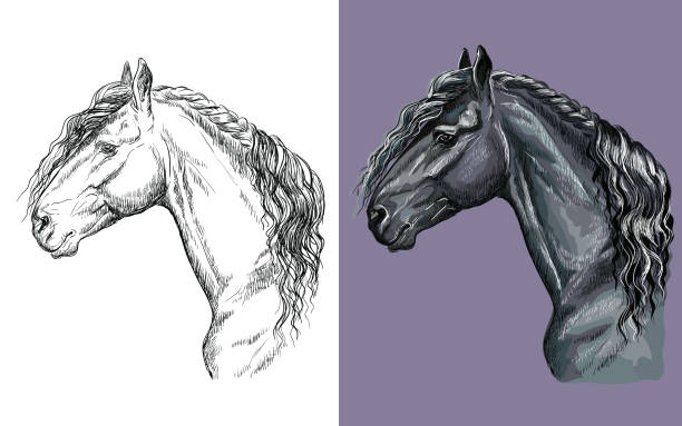 ilustrações, clipart, desenhos animados e ícones de retrato de ilustração vetorial do cavalo frísio preto - cavalo friesian ilustrações