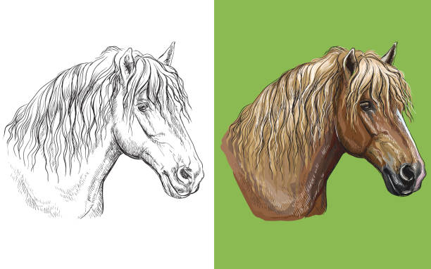 bildbanksillustrationer, clip art samt tecknat material och ikoner med vektor illustration porträtt av utkast häst färgstark och monokrom - horse skäck