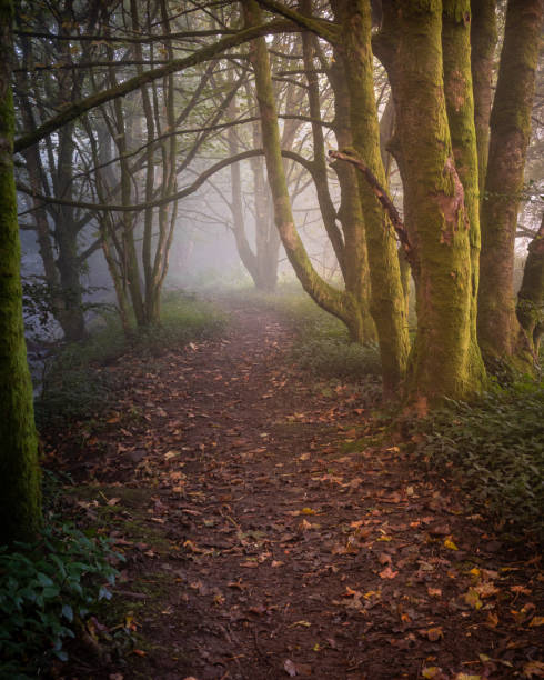 istock A misty morning on the river bank 1307552239
