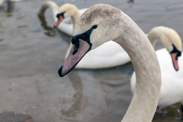 istock Young swan in the lake close-up. 1307552312