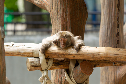 lazy, unmotivated monkey