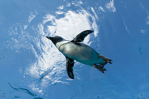 Penguins swimming as if flying in the sky