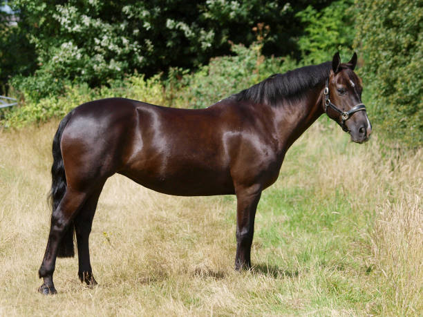 istock Beautiful Black Horse 1307553858