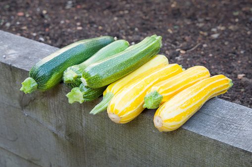 Harvesting courgettes, green courgette defender and yellow courgette sunstripe freshly picked in a garden, UK