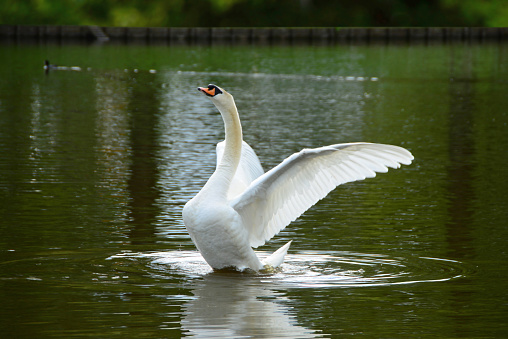 Mute swan, Cygnus olor. Swans take off from the surface of the river