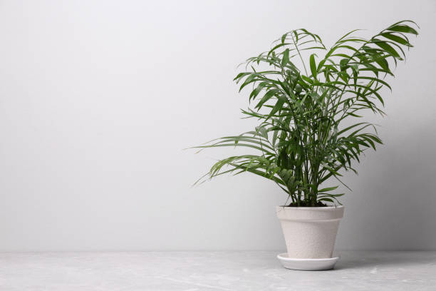 istock Beautiful Ravenea rivularis plant in pot on grey marble table, space for text. House decor 1307554613