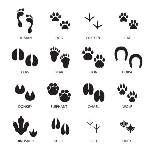 illustrazioni stock, clip art, cartoni animati e icone di tendenza di insieme vettoriale di impronte di diversi animali e umani. - paleontologo