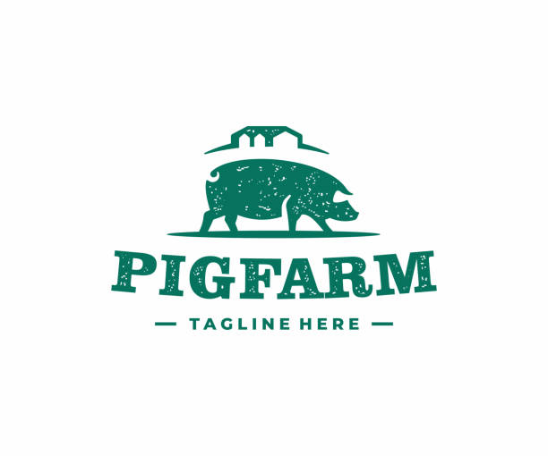 돼지 농업 디자인. 헛간과 사일로 벡터 디자인돼지 농장. 소박한 빈티지 오래 된 가축 동물 일러스트 - pig piglet butcher ranch stock illustrations
