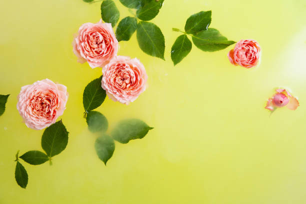 istock Rose buds and leaves in yellow water in bath 1307555251