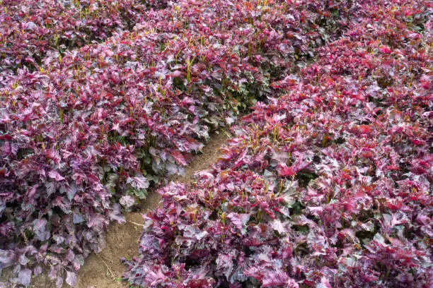 Photograph of field where red shiso is planted