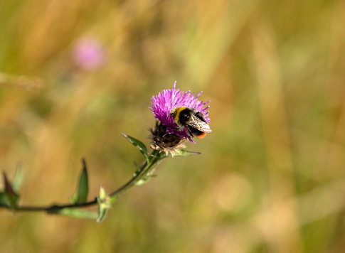 Bee on a pink Teasel (Dipsacus), England