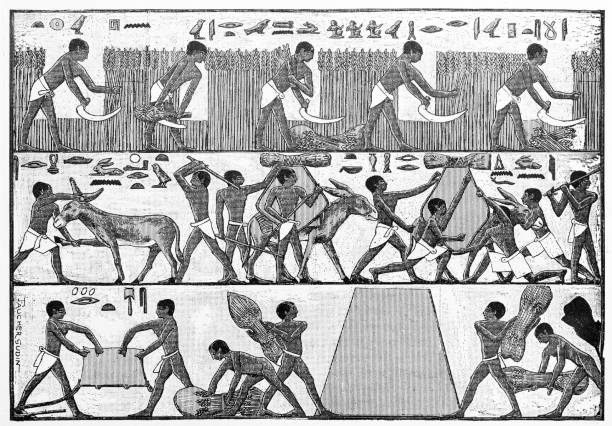 stockillustraties, clipart, cartoons en iconen met antieke illustratie: egyptische landbouwers hiëroglief - klassieke beschaving