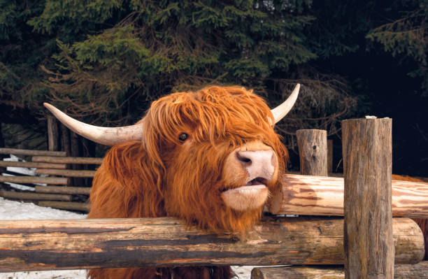istock Highland Scottish Cow in a Cattle Corral 1307556678