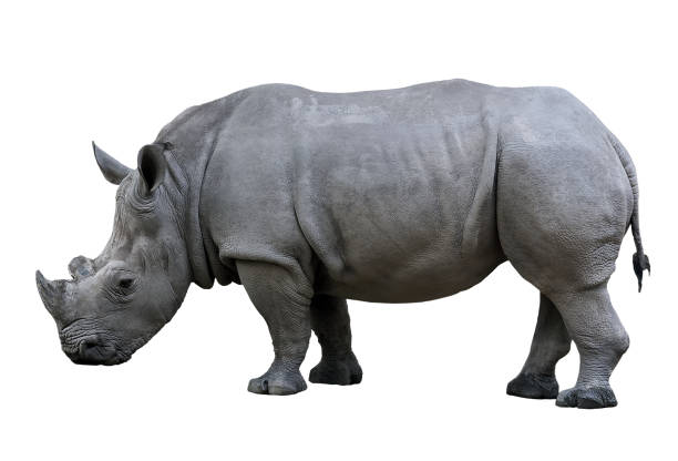istock Rhino Taxonomy isolated 1307559066