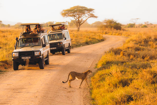 Tourists looking at cheetah crossing the road during the safari road trip in Serengeti National Park, Tanzania stock photo