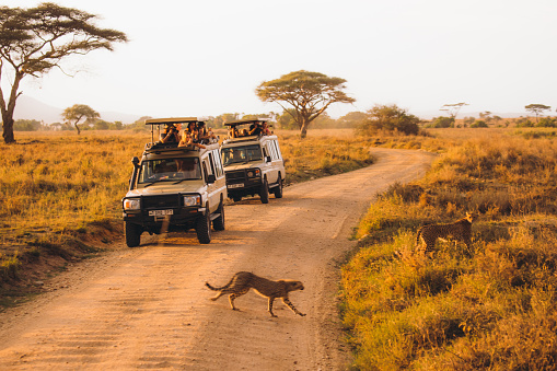 October 9th, 2020 - tourists have safari road trip tour by 4X4 vehicles in the wild African savannah, and enjoying the bright dramatic sunset above the picturesque landscape from the car, looking at family of cheats crossing the car road