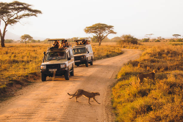Tourists looking at cheetah crossing the road during the safari road trip in Serengeti National Park, Tanzania October 9th, 2020 - tourists have safari road trip tour by 4X4 vehicles in the wild African savannah, and enjoying the bright dramatic sunset above the picturesque landscape from the car, looking at family of cheats crossing the car road tanzania stock pictures, royalty-free photos & images