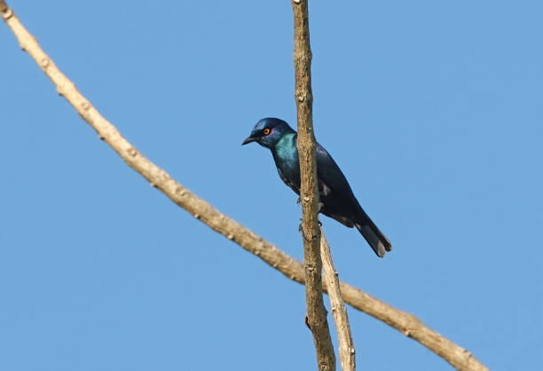 istock Black-bellied Starling 1307559428