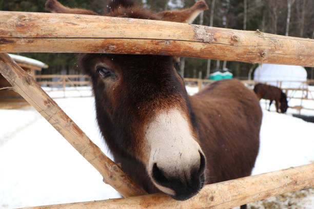 istock Brown Donkey at the farm 1307559493