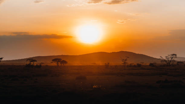 istock Magic sunset time in the African Savannah 1307560244