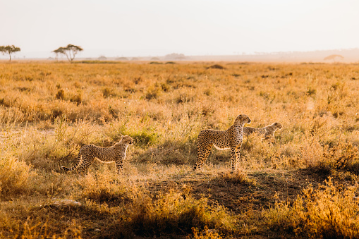 Group of cheetahs walking on the sunny orange meadow in Serengeti National Park, Tanzania