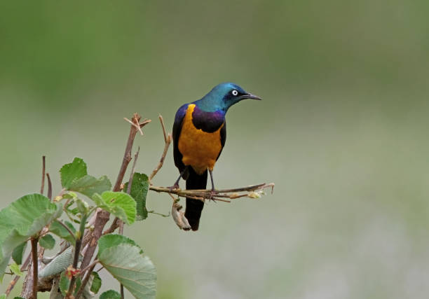 istock Golden-breasted Starling 1307560504