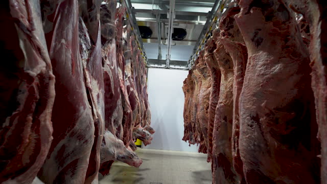 Carcass meat in cold storage room. Industrial meat production line.