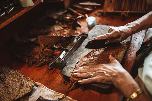 Cigar Leaf Cutting Process In Manufacture Shop, Cuba