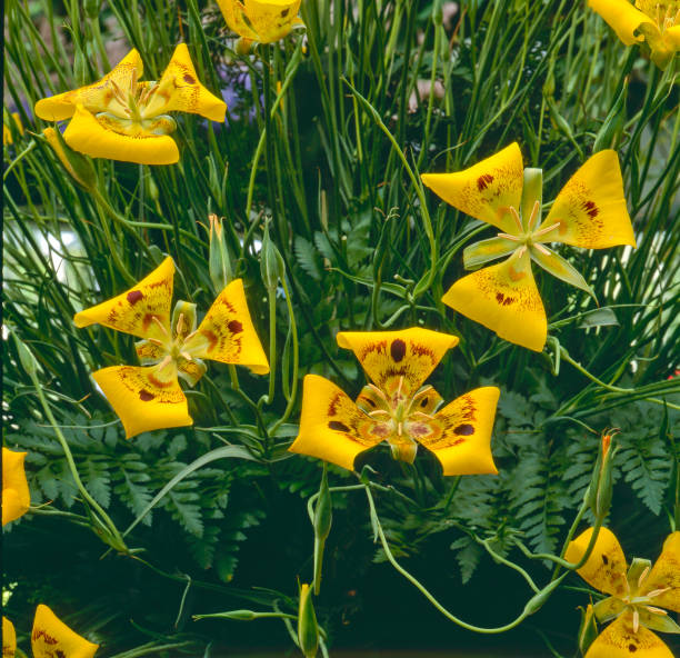 giglio di mariposa gialla - globe lily foto e immagini stock