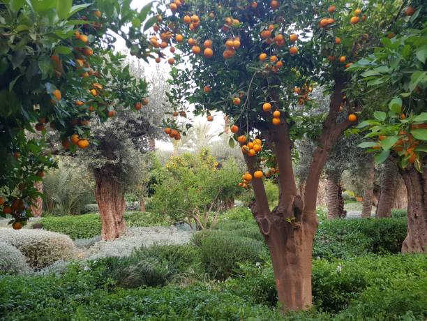 Orange trees in a Moroccan garden