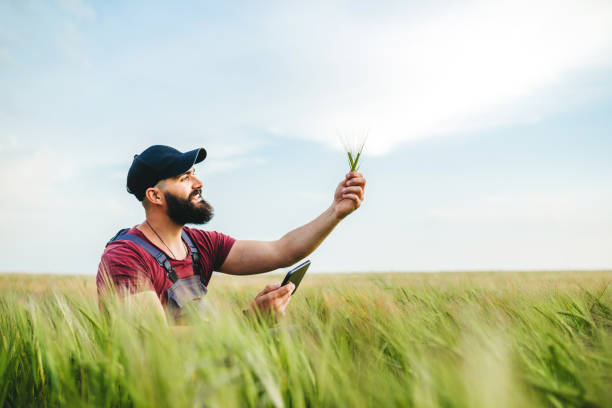 istock Farmer checking the quality of wheat 1307563639