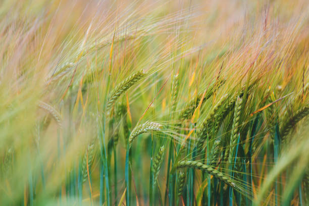 campos de trigo verde - bread cereal plant fotografías e imágenes de stock