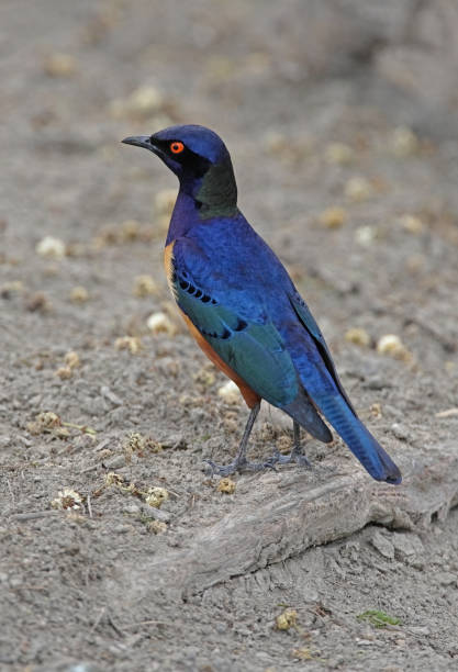 istock Hilderbrandt's Starling 1307563789