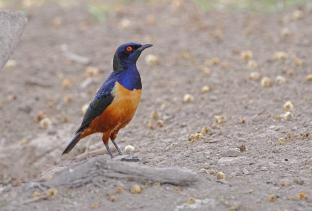 istock Hilderbrandt's Starling 1307563791