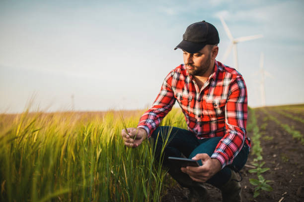 istock Farmer checking the quality of wheat 1307563829