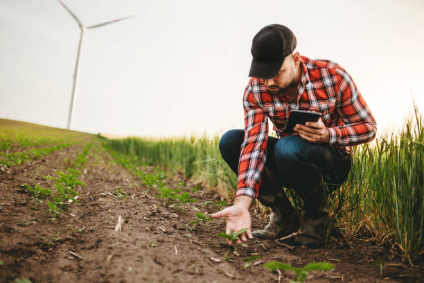 istock Farmer checking the quality of wheat 1307563999