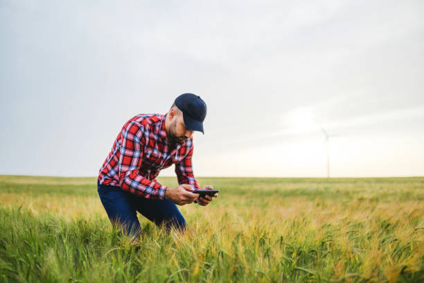 istock Farmer checking the quality of wheat 1307564820