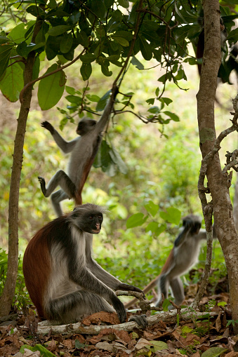 Wild northern plains gray langur monkey troop at Ranthambore National Park in Rajasthan, India Asia