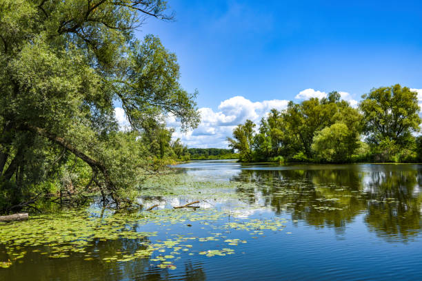 istock River landscape on a beautiful summer day. 1307565533
