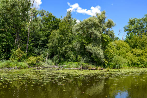 istock River landscape, greenery by the water. 1307565581