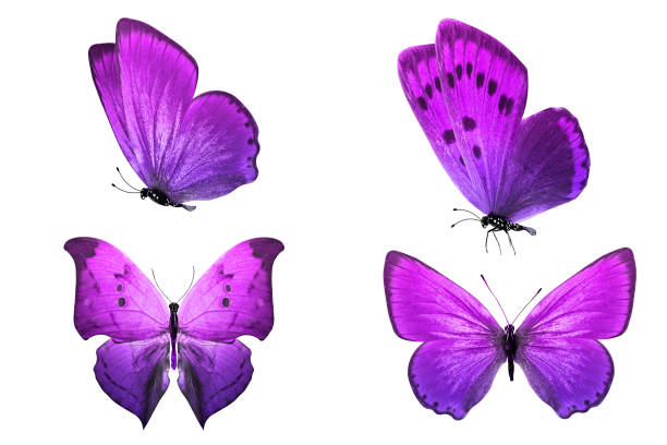 istock set of colored tropical butterflies isolated on white background 1307567739