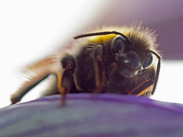 istock Bumblebee on crocus petal in the backlight 1307567961